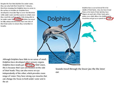 dolphin behavioral adaptations