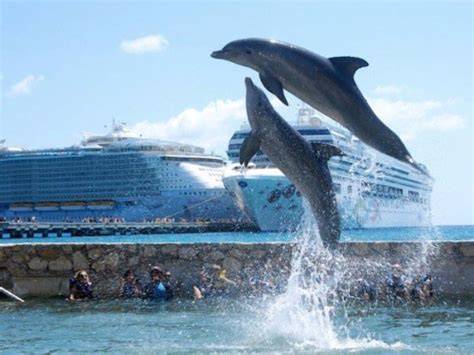 Dolphin swim puerto costa maya mexico jan 19 2012 YouTube