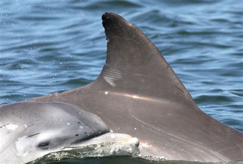 dolphin dorsal fin dataset