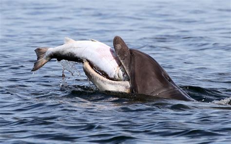dolphin eating fish