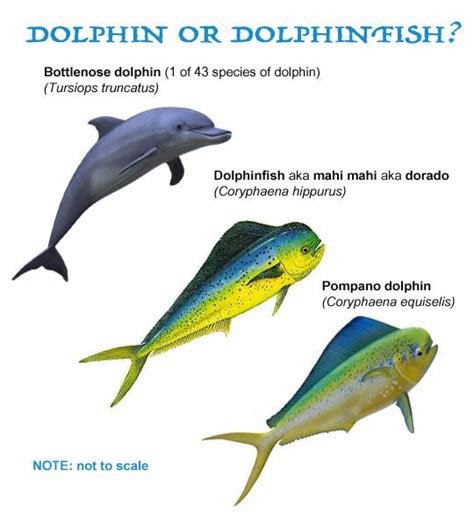 dolphin fish vs dolphin