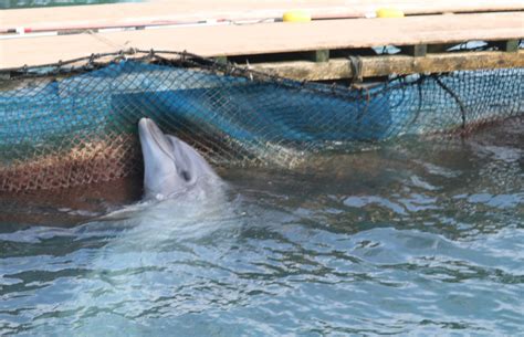 dolphin in captivity
