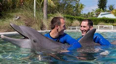 dolphin in miami seaquarium