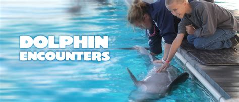 dolphin program options
