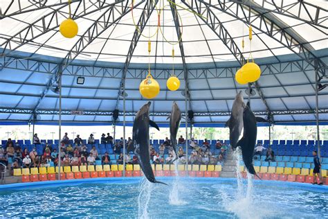 dolphin show