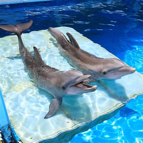 dolphin show at clearwater marine aquarium