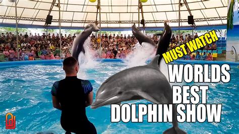 dolphin show near me reviews