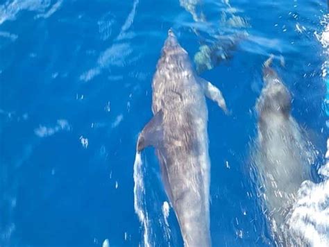 dolphin sightings Texas