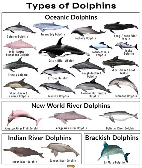 dolphin species