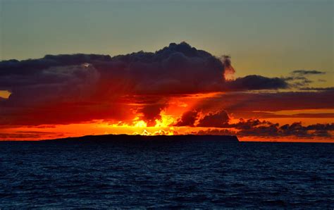 dolphin sunset cruise near hawaii