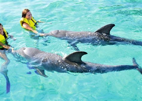 dolphin swimming punta cana