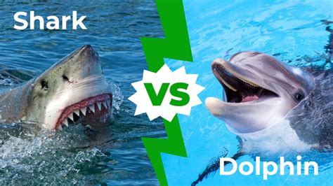 dolphin vs shark who would win