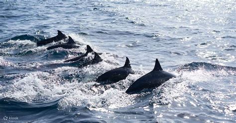 Dolphin watching in Bohol near Pamilacan Island