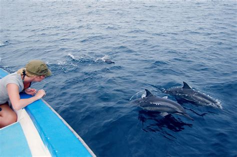 dolphin watching booking
