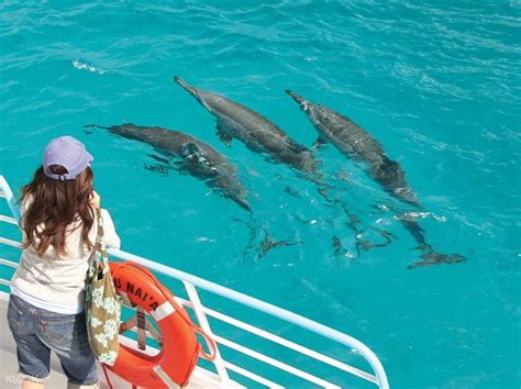 dolphin watching oahu