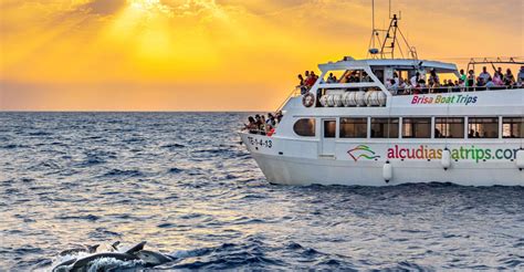 dolphin watching spain