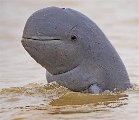 dolphin with big forehead