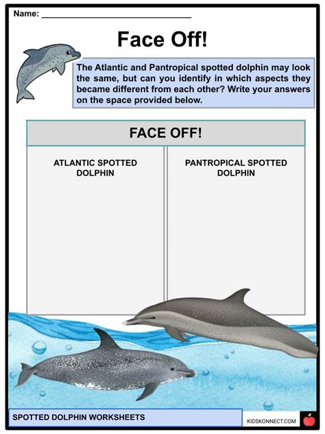 Dolphin Worksheet First Grade
