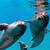 dolphins of hawaii