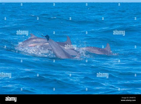 dolphins jumping Kalpitiya