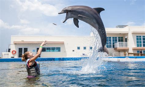 dolphins jumping st augustine