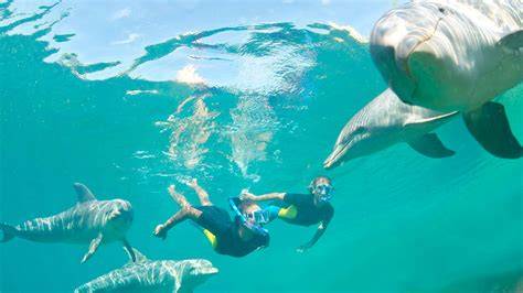 dolphins mauritius