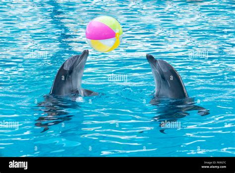 dolphins playing
