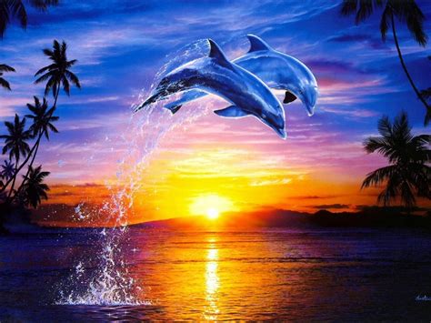dolphins sunset