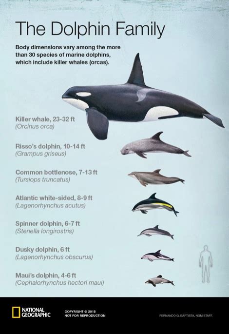 dolphins weight and size