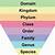 domain kingdom phylum chart