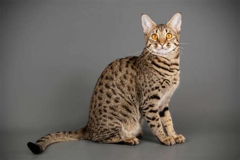 domestic cat breeds that look like wild cats