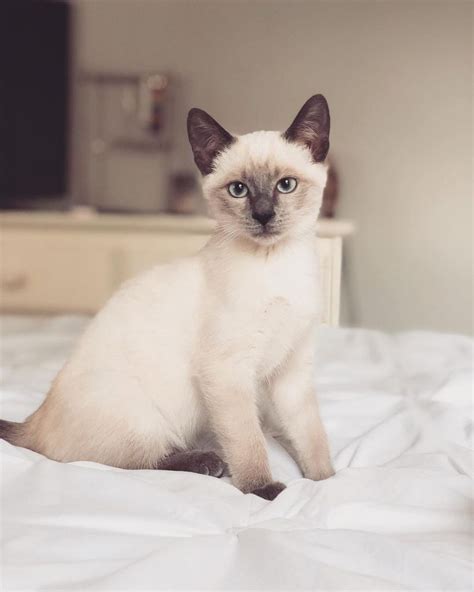 domestic cat related to siamese