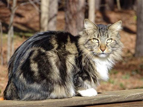 The Domestic Long Hair Cat Types For Short Hair