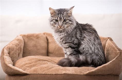 Unique Domestic Medium Hair Cat Lifespan For New Style
