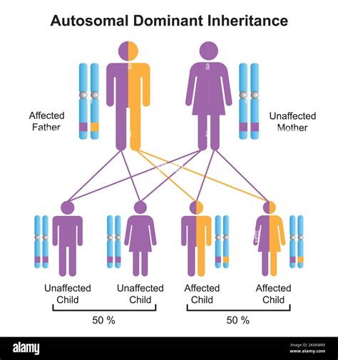 Who Is The Dominant In Inheritance Laws And Why