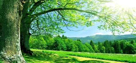 Don Wallick Auctions