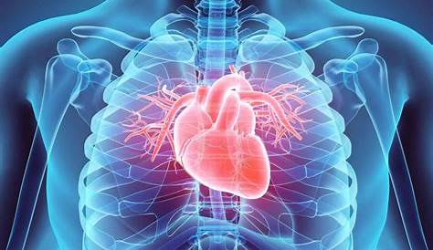 Capas del corazón humano: histología, descripción y funciones