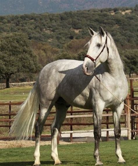 Donde Comprar Caballos