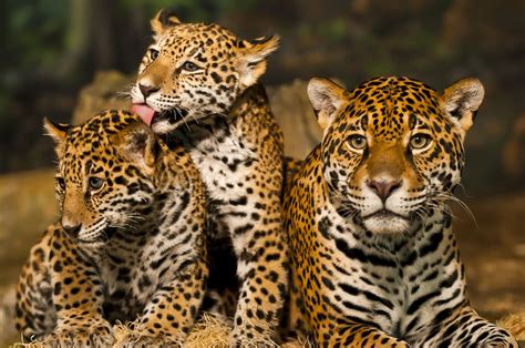 donde habitan los jaguares