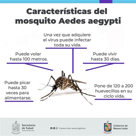 donde vive el mosquito del dengue