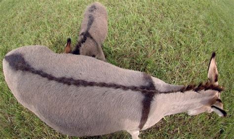 Donkey Cross on Back: Surprising Benefits Unveiled