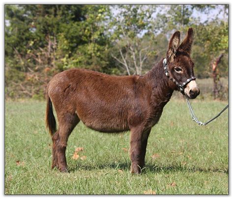 donkey for sale near me