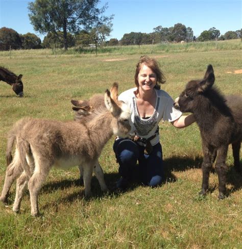 donkey for sale nsw