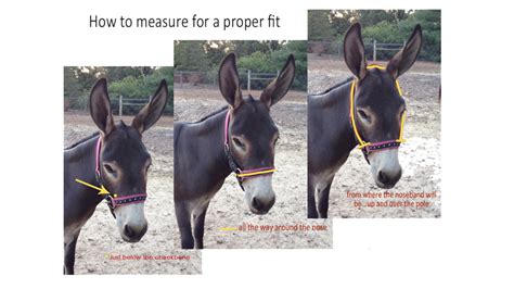 Donkey Halter Size