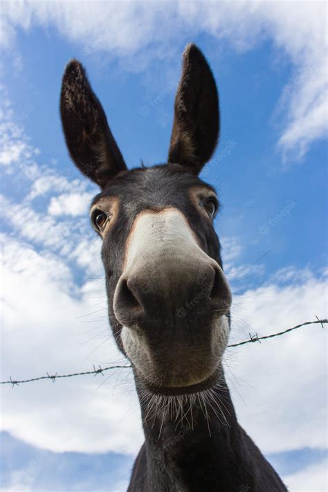 donkey looking at camera