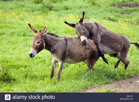 donkey mating