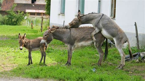 donkey mating video