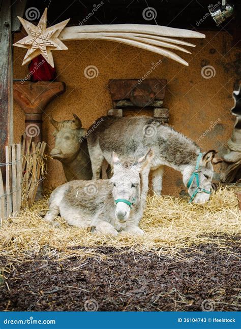 Donkey On Nativity Scene