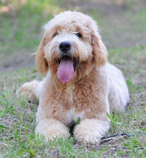 doodle dog breed