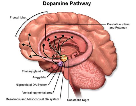 Dopamine release in the brain